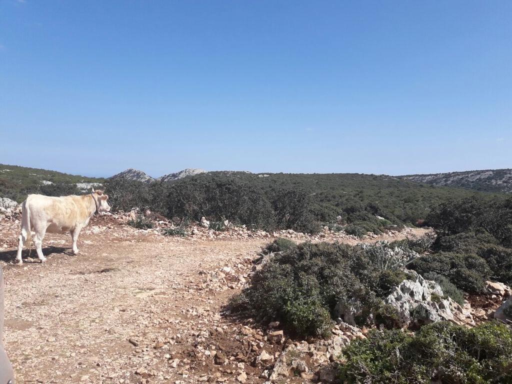 Vacanze mare e montagna Baunei Esterno foto